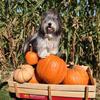 Keefer chooses HIS pumpkins!!