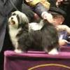 Rudy at Westminster 2007