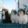 Littermates Teddy, Edie and Harley at their first show