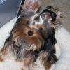Roxy our Yorkie Grand-daughter!