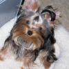 Roxy our granddaughter that went over the rainbow bridge too soon. We miss her!