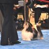 Vallee 2009 Eukanuba looking at the judge!