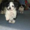 6 weeks old
