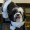 Queenie almost 3 years old