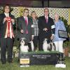 A breeders dream win!  Thank you Judge Sei-ichiro Ishimaru for this Breeders Showcase Grp 1 in Santa Barbara, CA 2016!!